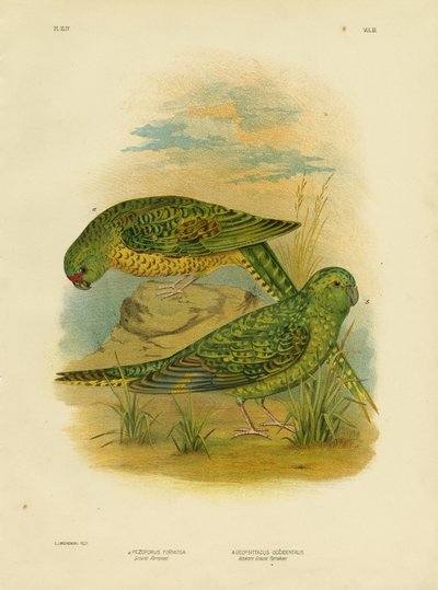 Ground Parakeet by Gracius Broinowski